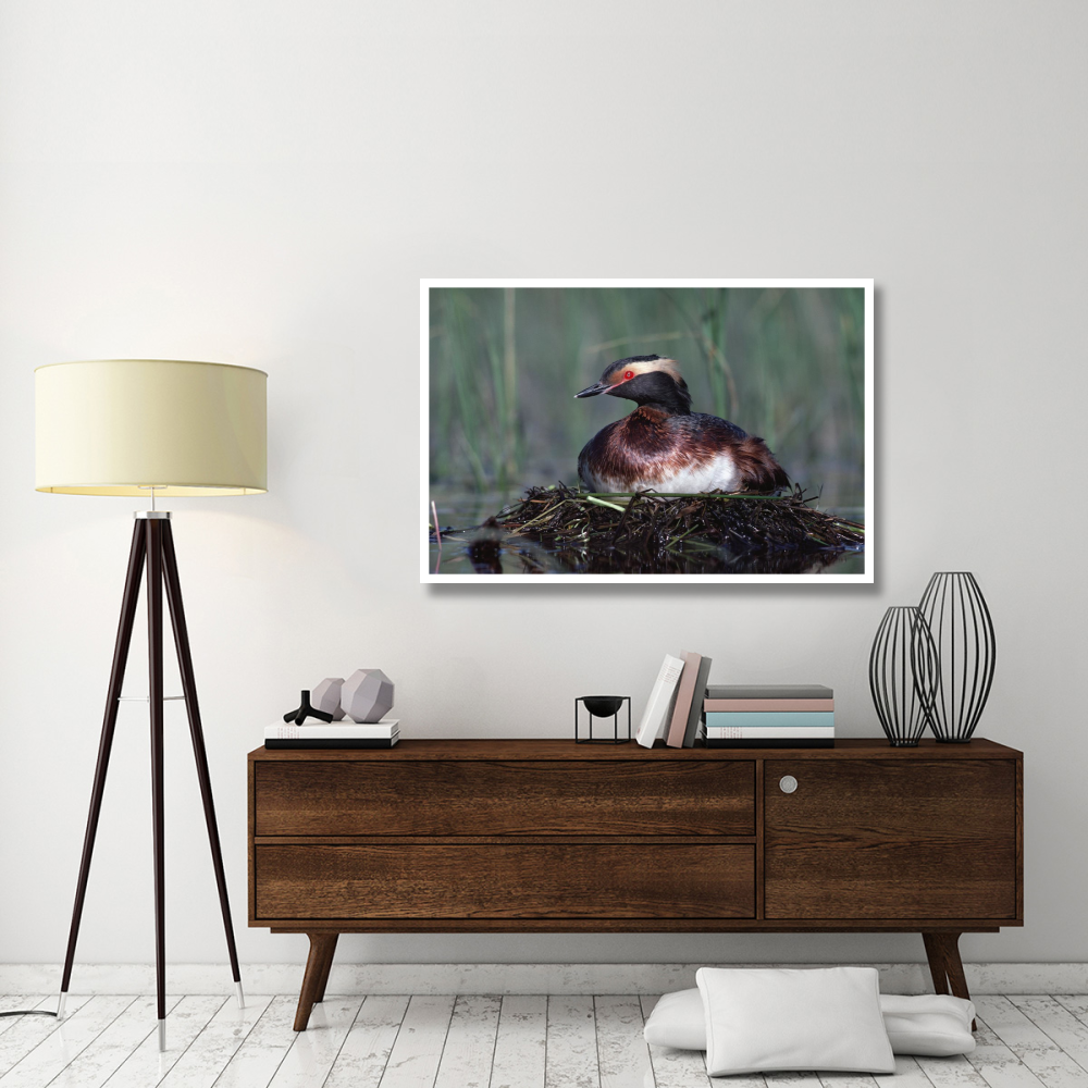 Horned Grebe parent incubating eggs on floating nest, North America-Paper Art-50&quotx34"