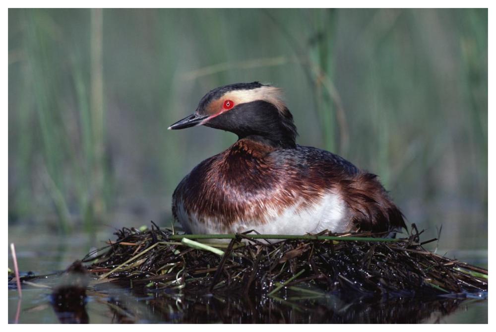 Horned Grebe parent incubating eggs on floating nest, North America-Paper Art-62"x42"
