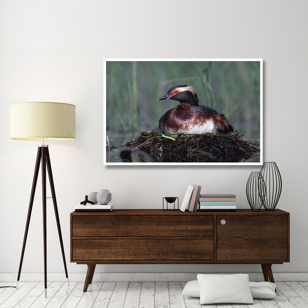 Horned Grebe parent incubating eggs on floating nest, North America-Paper Art-62&quotx42"