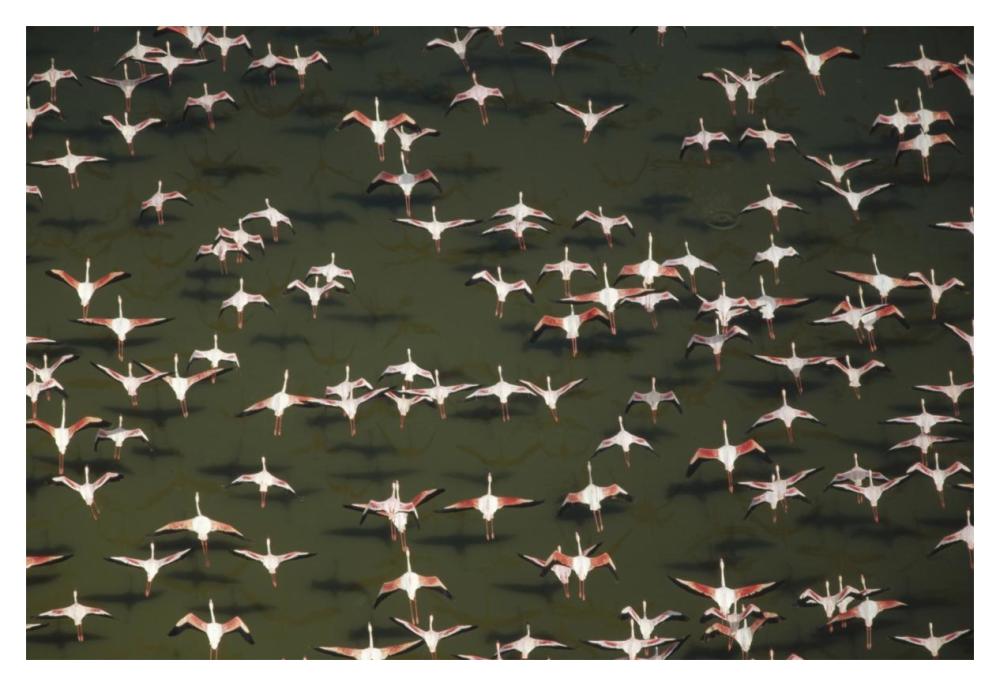Aerial view of a mixed flock of Lesser Flamingo group Kenya, Africa-Paper Art-20"x14"
