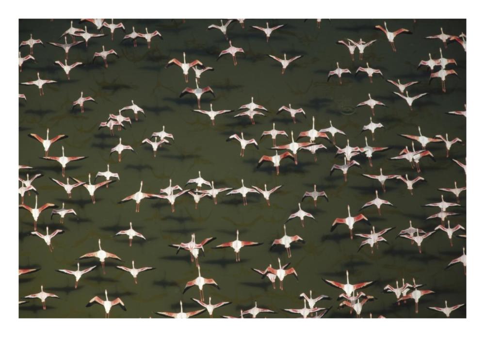 Aerial view of a mixed flock of Lesser Flamingo group Kenya, Africa-Paper Art-26"x18"