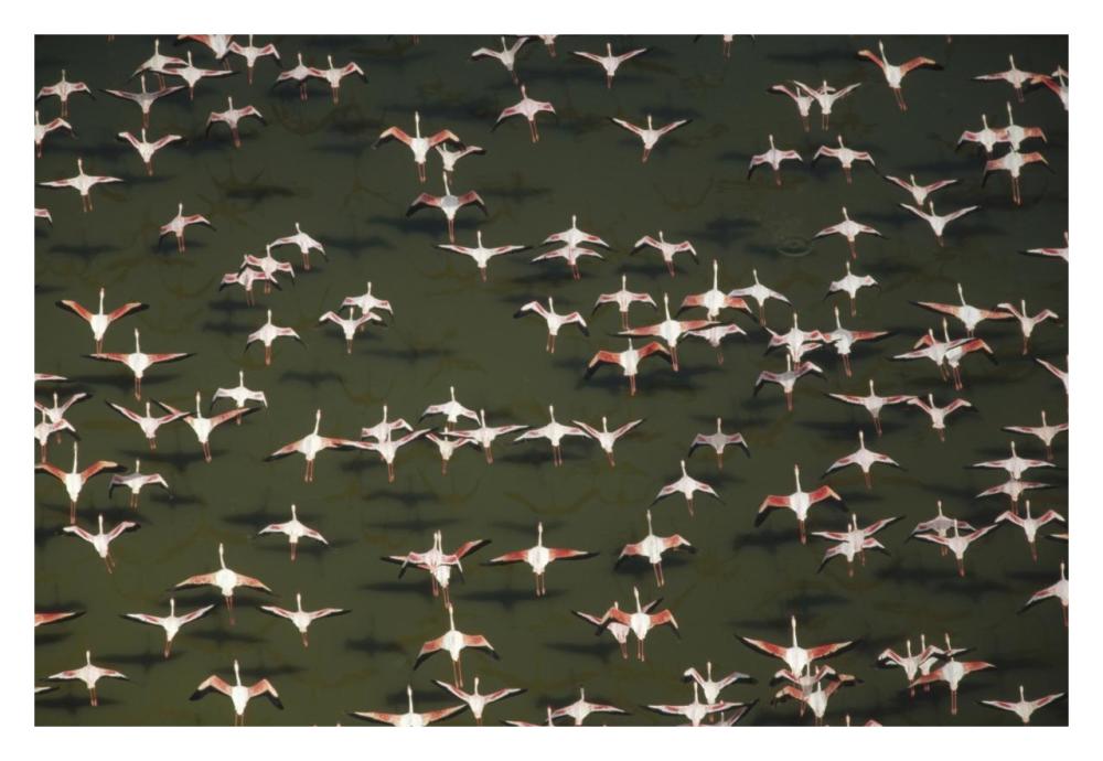 Aerial view of a mixed flock of Lesser Flamingo group Kenya, Africa-Paper Art-32"x22"