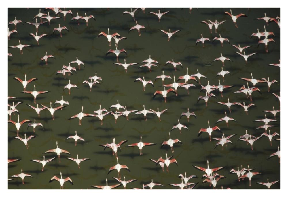 Aerial view of a mixed flock of Lesser Flamingo group Kenya, Africa-Paper Art-38"x26"