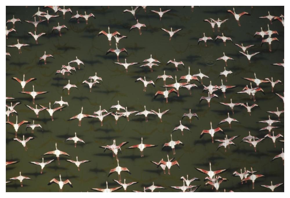 Aerial view of a mixed flock of Lesser Flamingo group Kenya, Africa-Paper Art-50"x34"