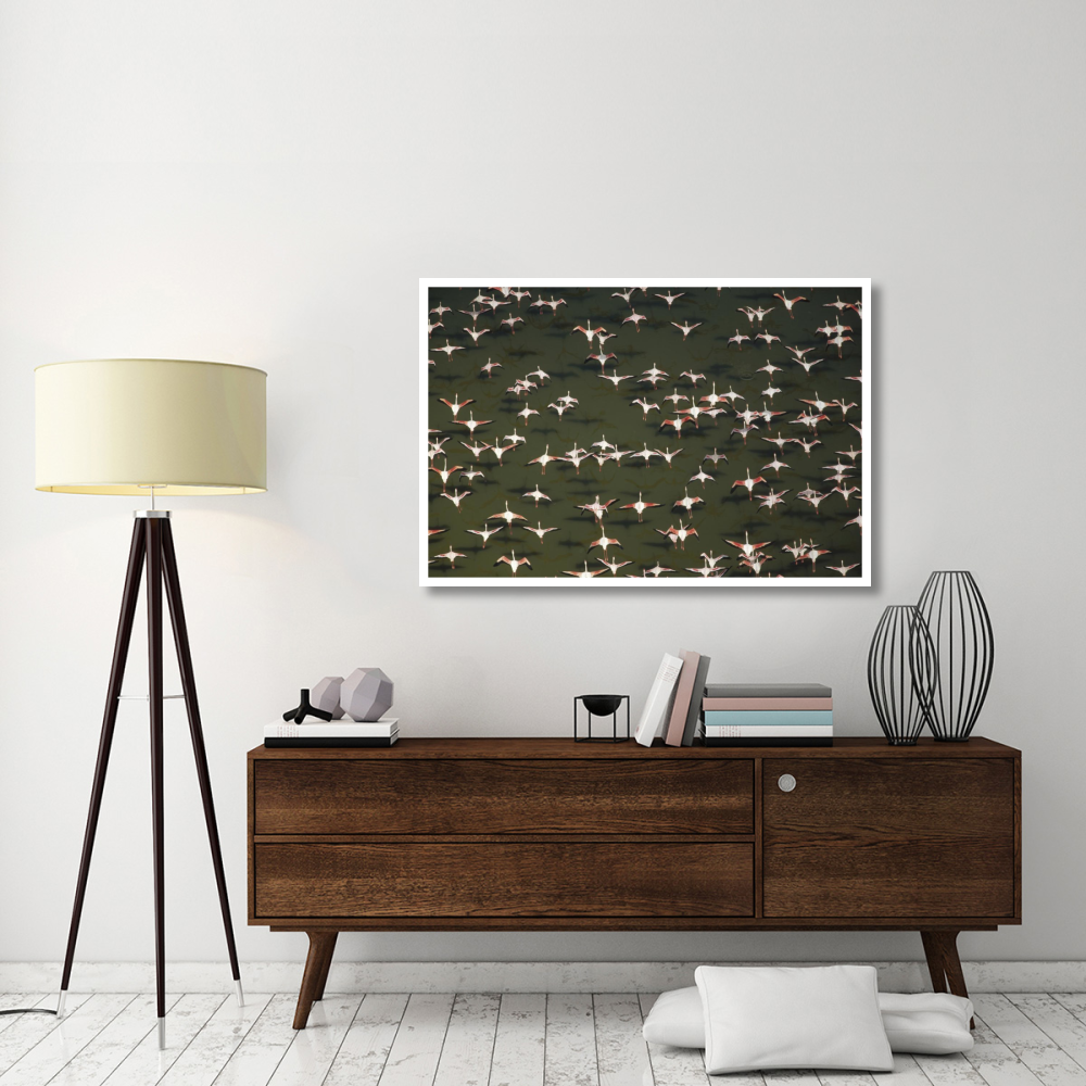 Aerial view of a mixed flock of Lesser Flamingo group Kenya, Africa-Paper Art-50&quotx34"