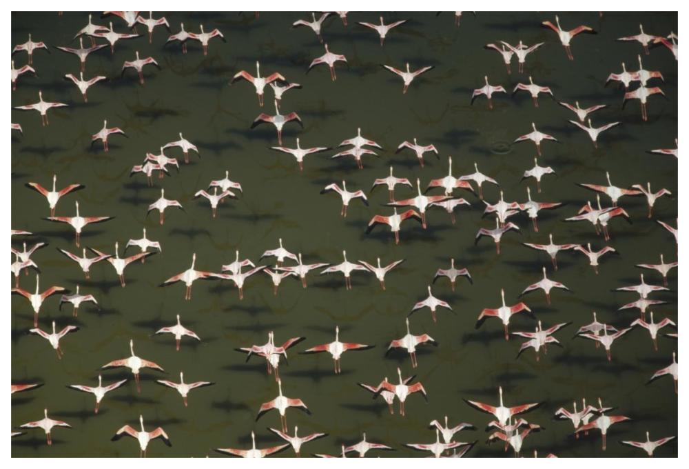 Aerial view of a mixed flock of Lesser Flamingo group Kenya, Africa-Paper Art-62"x42"
