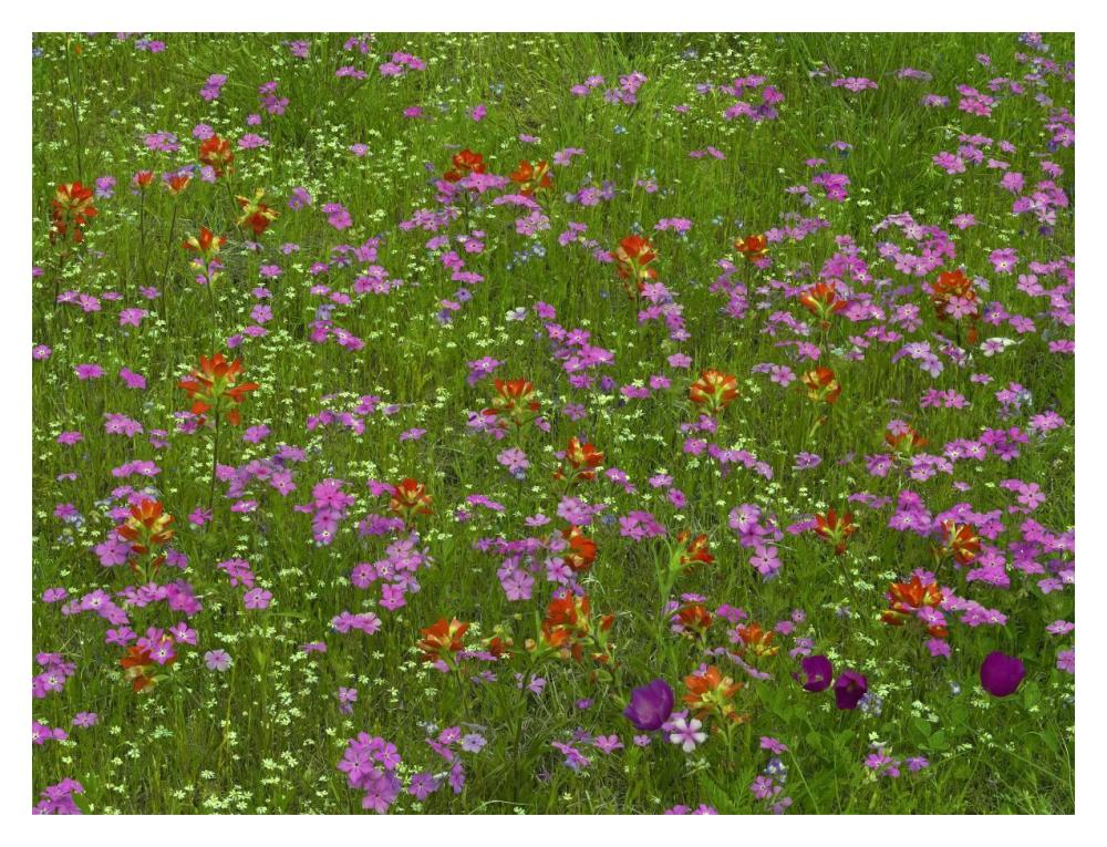Pointed Phlox and Indian Paintbrushes in bloom, Hill Country, Texas-Paper Art-18"x14"