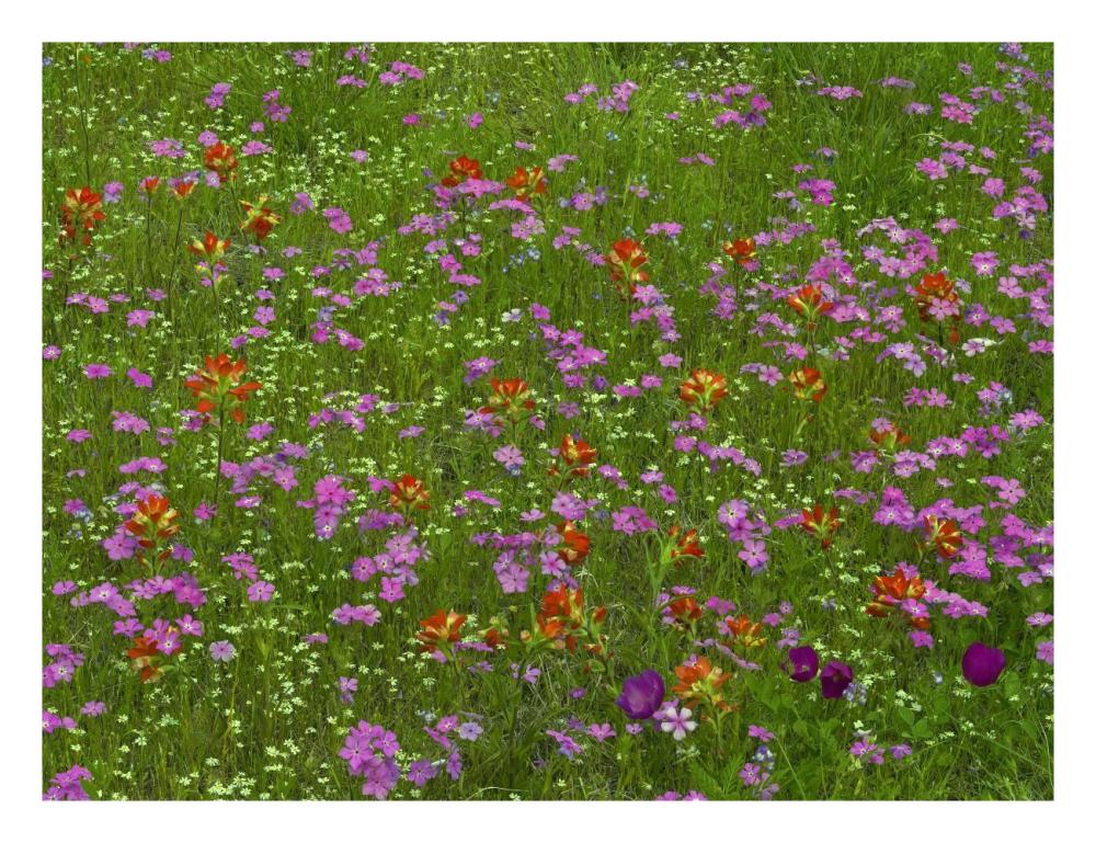 Pointed Phlox and Indian Paintbrushes in bloom, Hill Country, Texas-Paper Art-26"x20"