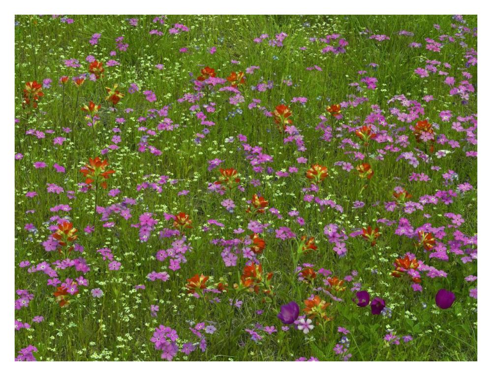 Pointed Phlox and Indian Paintbrushes in bloom, Hill Country, Texas-Paper Art-34"x26"