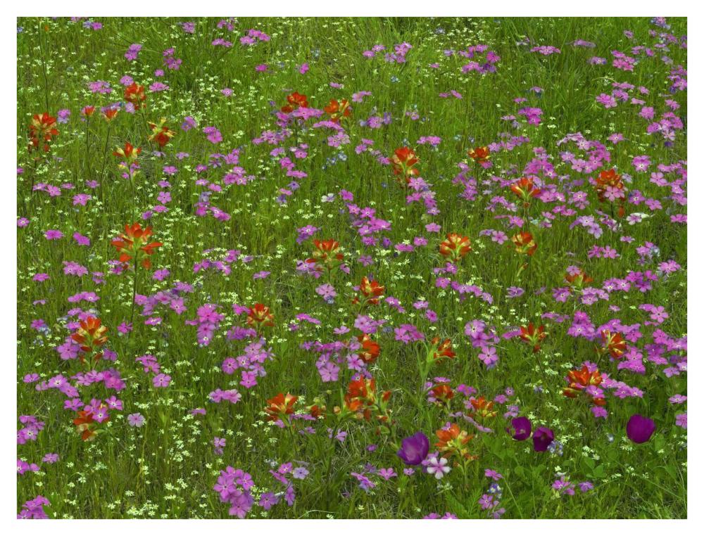 Pointed Phlox and Indian Paintbrushes in bloom, Hill Country, Texas-Paper Art-42"x32"