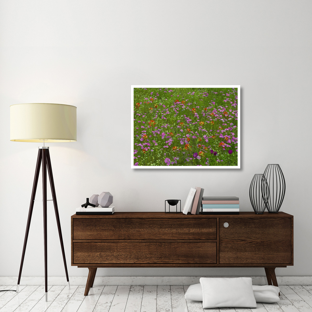 Pointed Phlox and Indian Paintbrushes in bloom, Hill Country, Texas-Paper Art-42&quotx32"