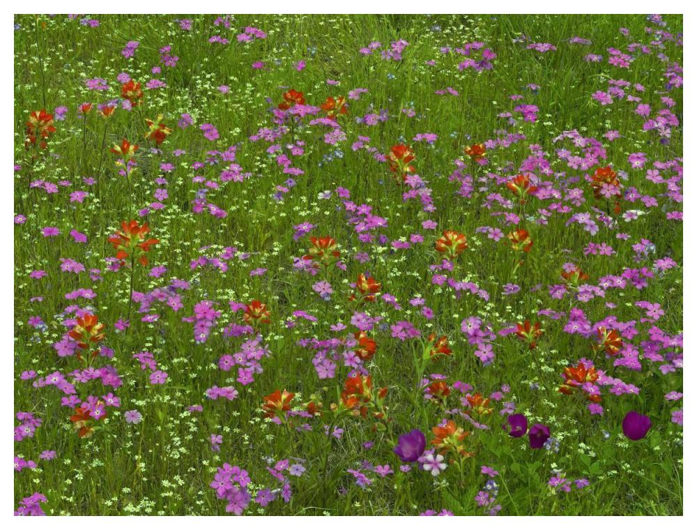 Pointed Phlox and Indian Paintbrushes in bloom, Hill Country, Texas-Paper Art-50"x38"