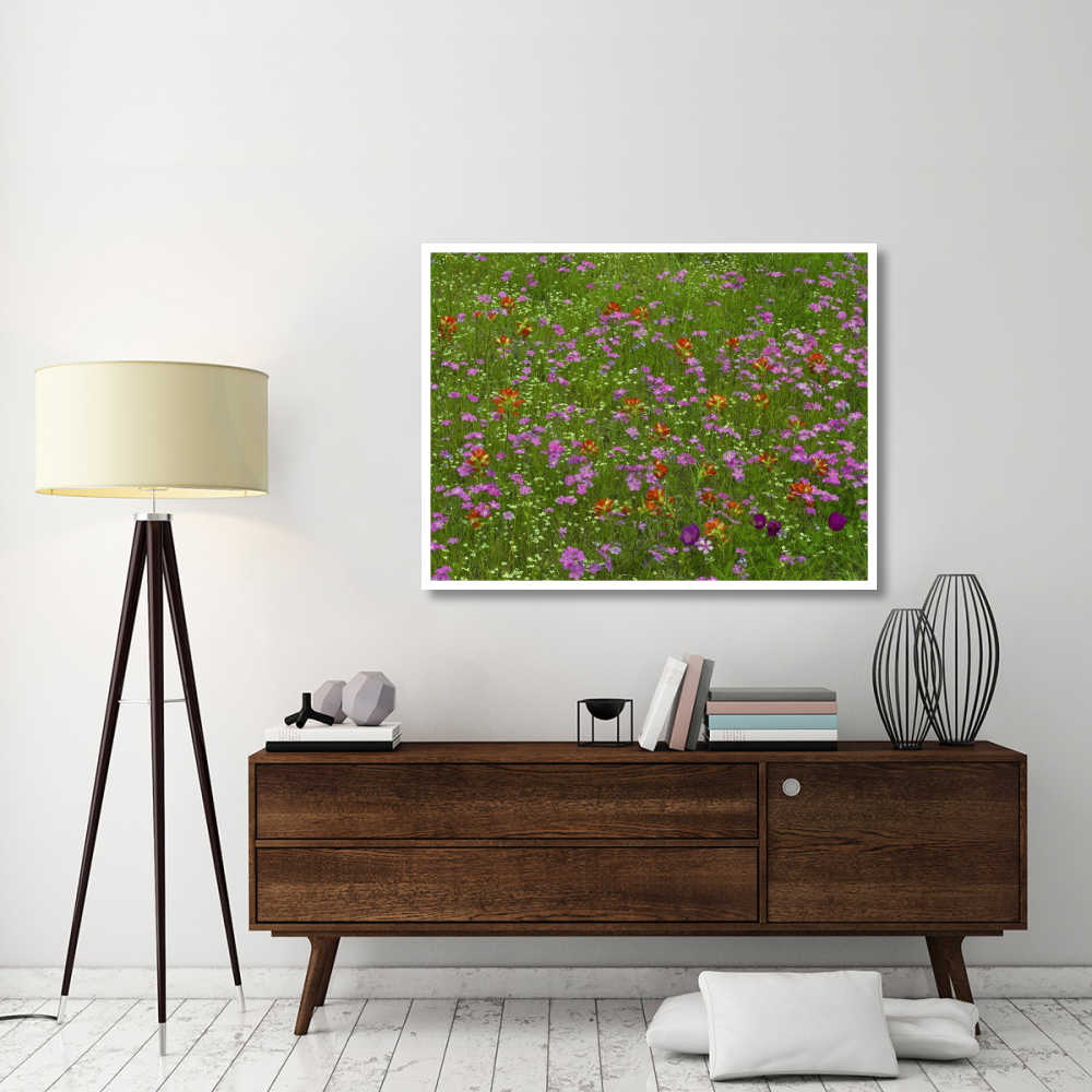 Pointed Phlox and Indian Paintbrushes in bloom, Hill Country, Texas-Paper Art-50&quotx38"