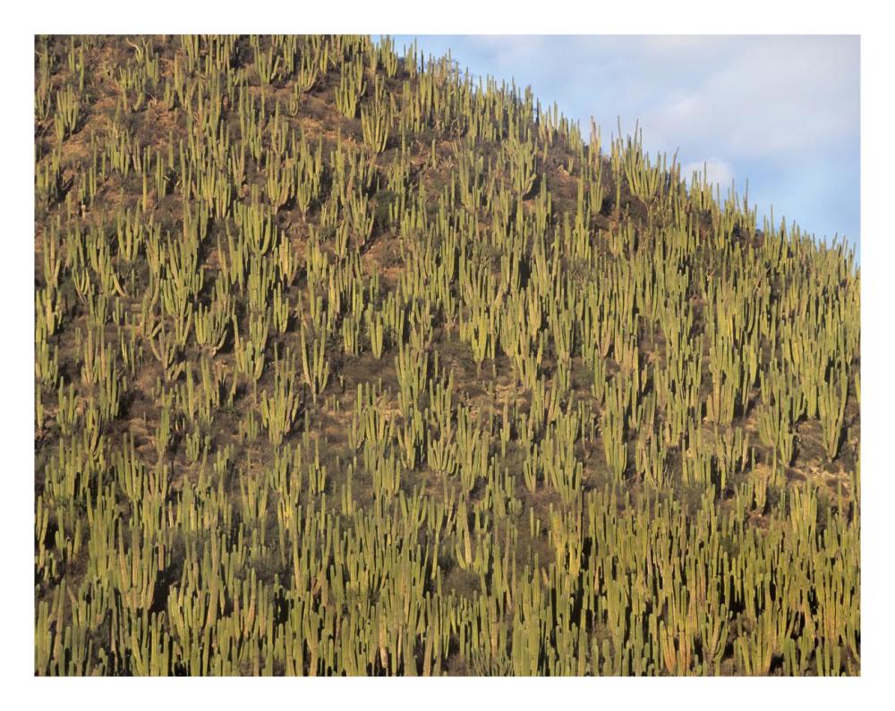 Organ Pipe Cactus cluster covering hillside, Guaymas, Sonora, Mexico-Paper Art-26"x20"
