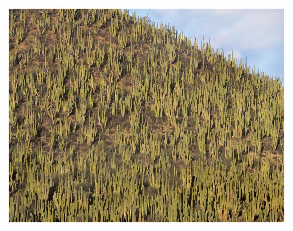 Organ Pipe Cactus cluster covering hillside, Guaymas, Sonora, Mexico-Paper Art-34"x26"
