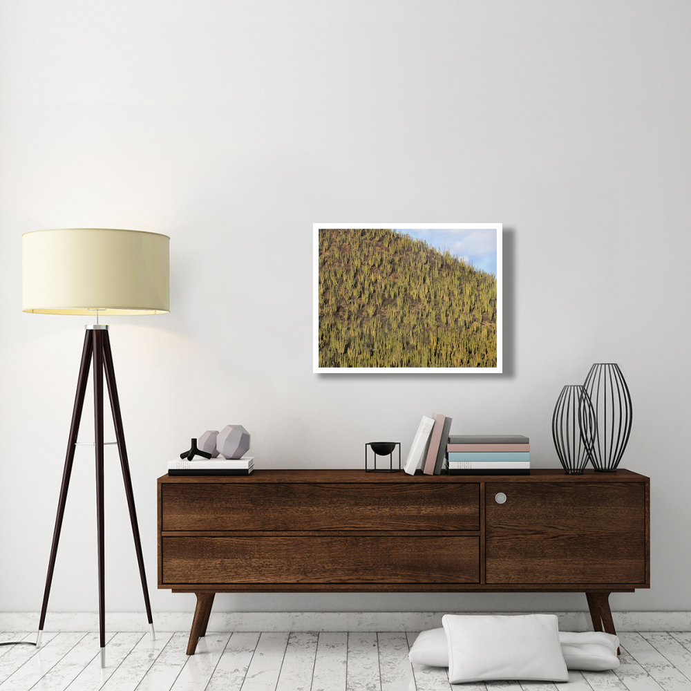 Organ Pipe Cactus cluster covering hillside, Guaymas, Sonora, Mexico-Paper Art-34&quotx26"