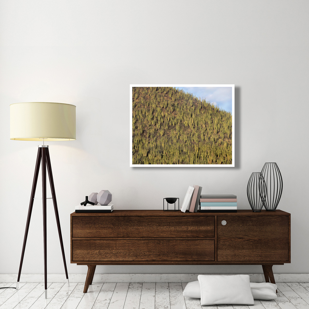 Organ Pipe Cactus cluster covering hillside, Guaymas, Sonora, Mexico-Paper Art-42&quotx32"
