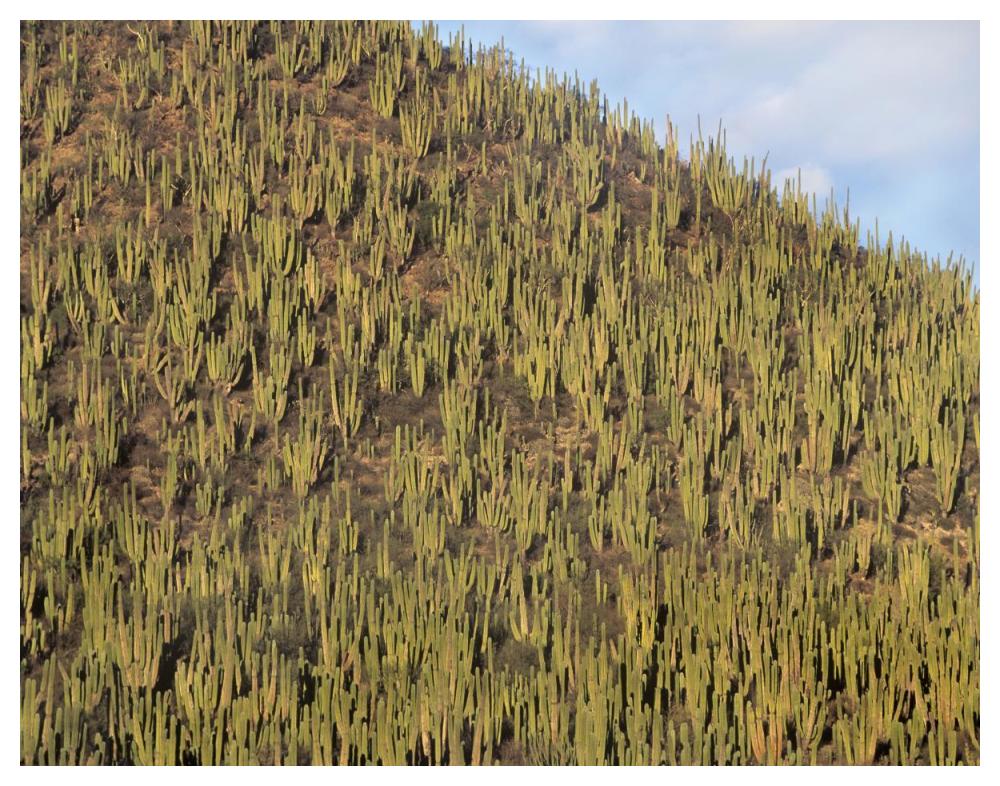 Organ Pipe Cactus cluster covering hillside, Guaymas, Sonora, Mexico-Paper Art-50"x38"
