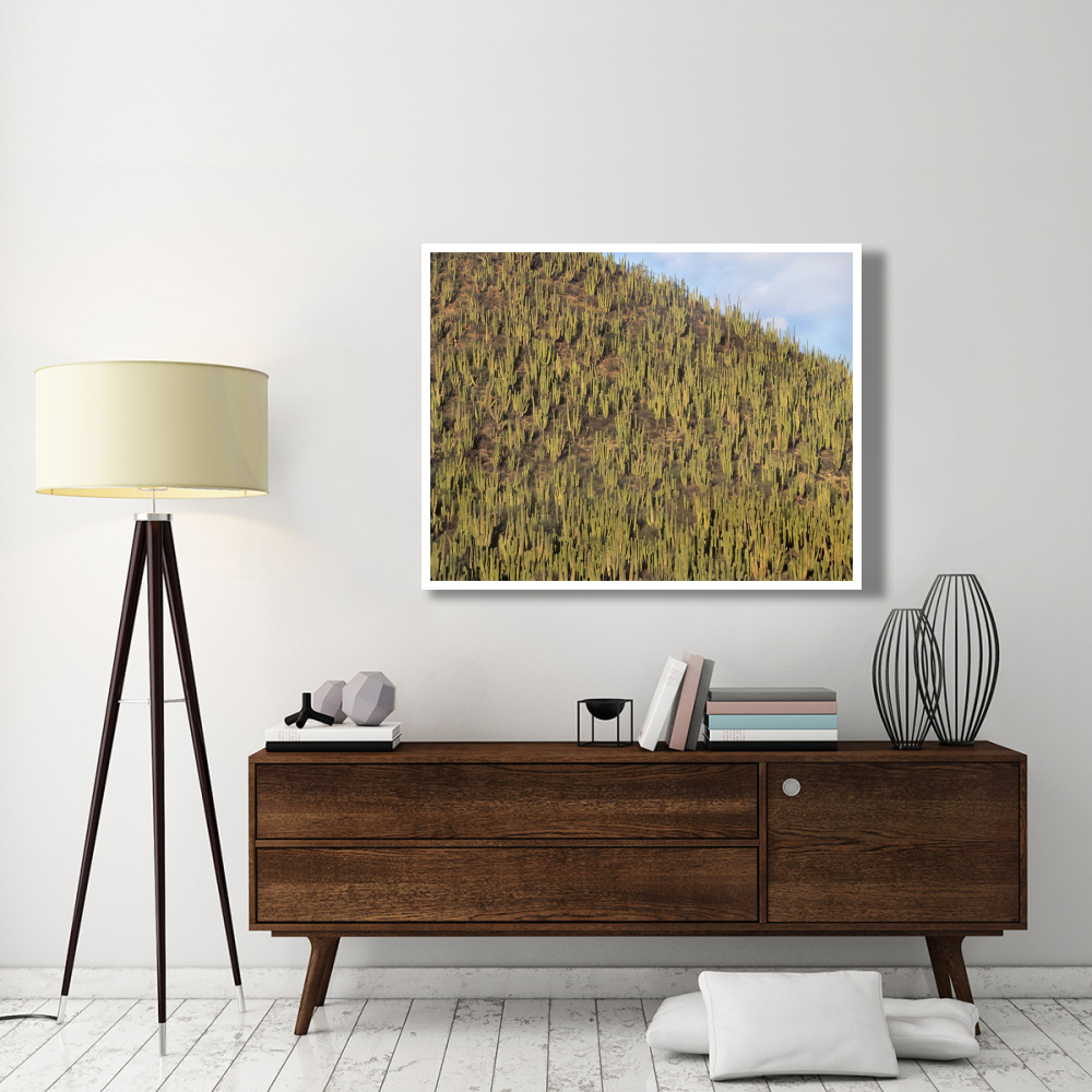 Organ Pipe Cactus cluster covering hillside, Guaymas, Sonora, Mexico-Paper Art-50&quotx38"