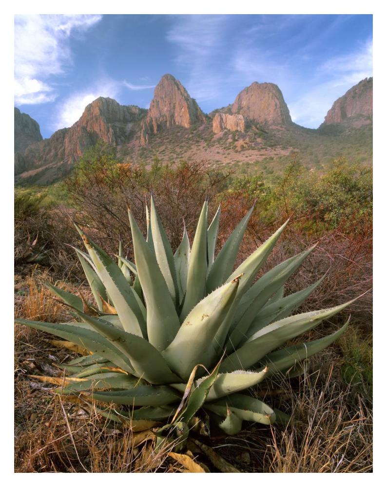 Chisos Agave and the Chisos Mountains, Big Bend National Park, Texas-Paper Art-14"x18"