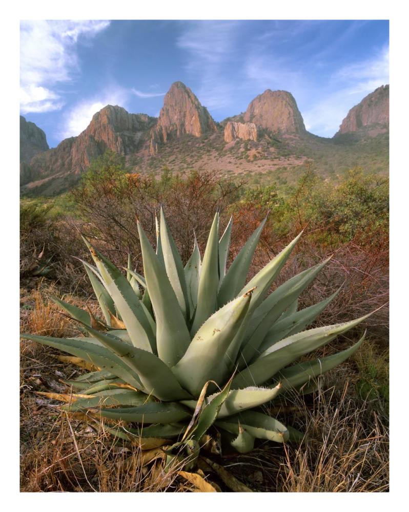 Chisos Agave and the Chisos Mountains, Big Bend National Park, Texas-Paper Art-20"x26"