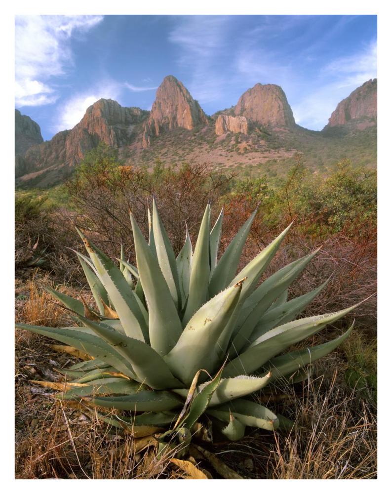 Chisos Agave and the Chisos Mountains, Big Bend National Park, Texas-Paper Art-26"x34"