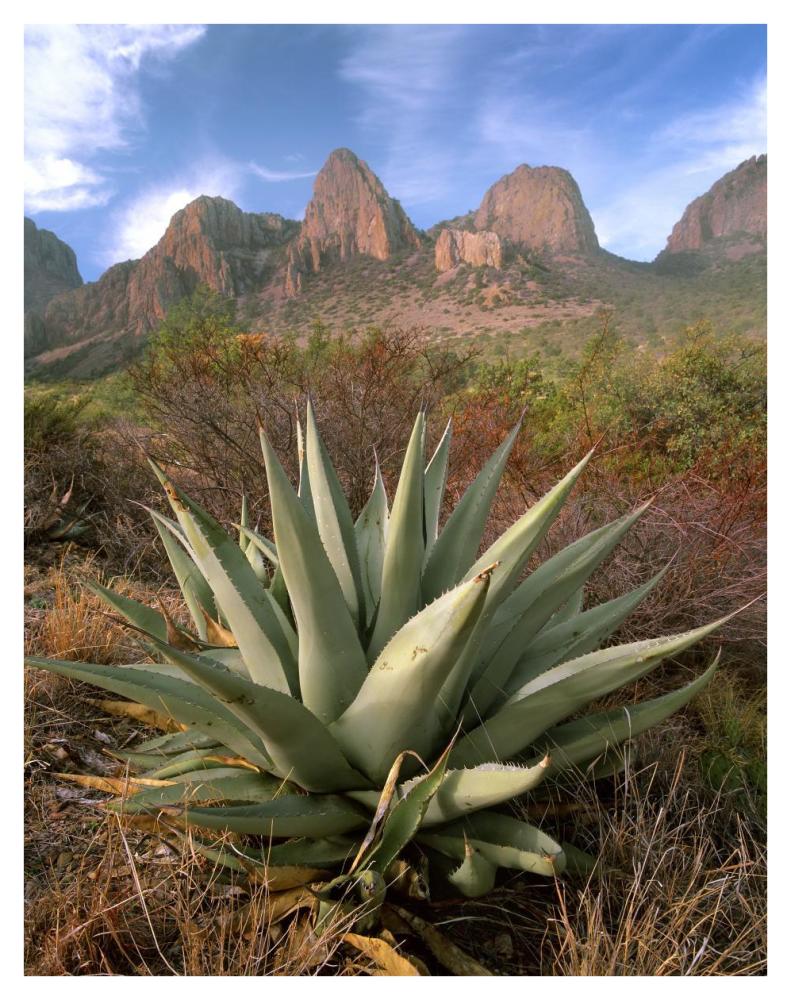 Chisos Agave and the Chisos Mountains, Big Bend National Park, Texas-Paper Art-32"x42"