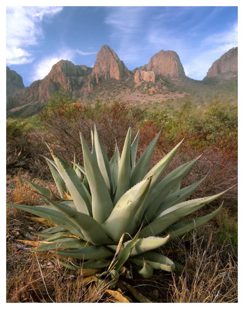 Chisos Agave and the Chisos Mountains, Big Bend National Park, Texas-Paper Art-38"x50"