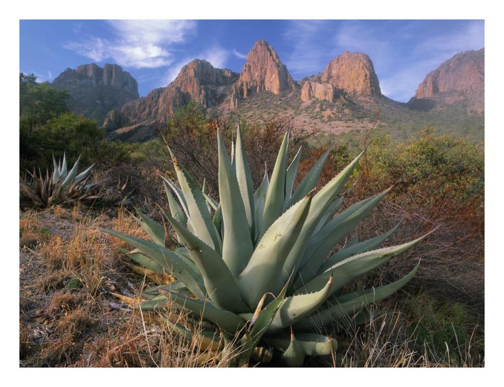 Chisos Agave and the Chisos Mountains, Big Bend National Park, Texas-Paper Art-26"x20"