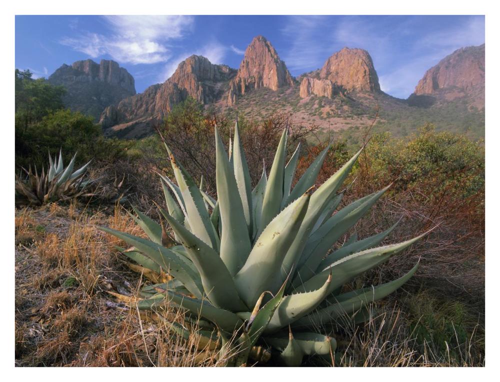 Chisos Agave and the Chisos Mountains, Big Bend National Park, Texas-Paper Art-34"x26"