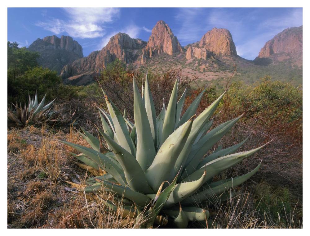Chisos Agave and the Chisos Mountains, Big Bend National Park, Texas-Paper Art-42"x32"