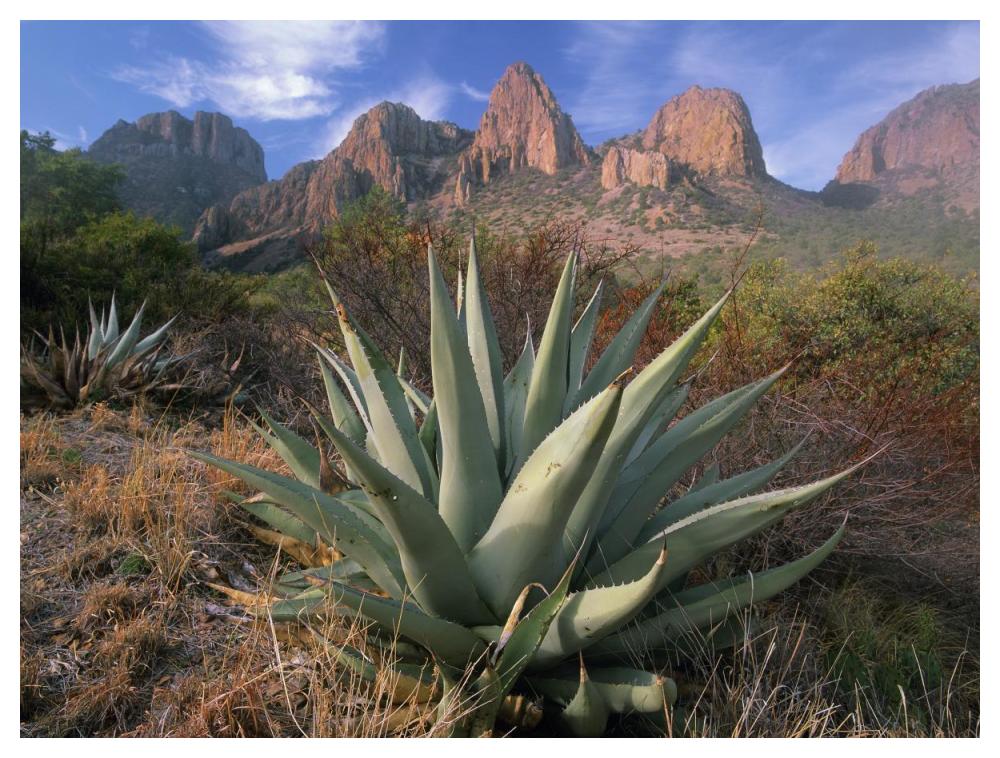 Chisos Agave and the Chisos Mountains, Big Bend National Park, Texas-Paper Art-50"x38"