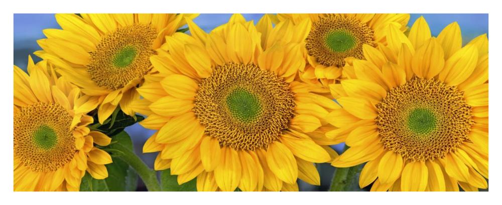 Common Sunflower group showing symmetrical seed heads, North America-Paper Art-38"x15.68"