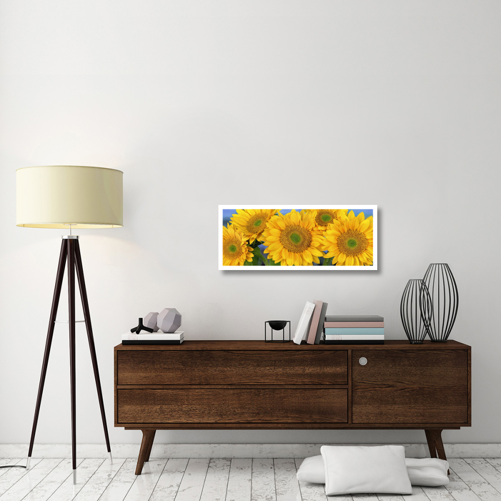 Common Sunflower group showing symmetrical seed heads, North America-Paper Art-38&quotx15.68"