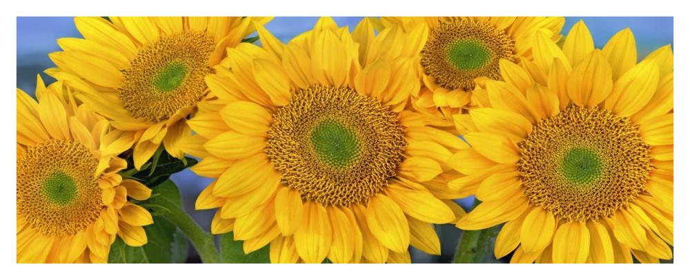 Common Sunflower group showing symmetrical seed heads, North America-Paper Art-42"x17.2"