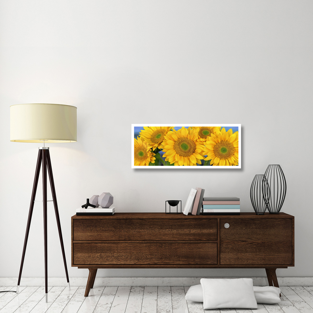 Common Sunflower group showing symmetrical seed heads, North America-Paper Art-42&quotx17.2"