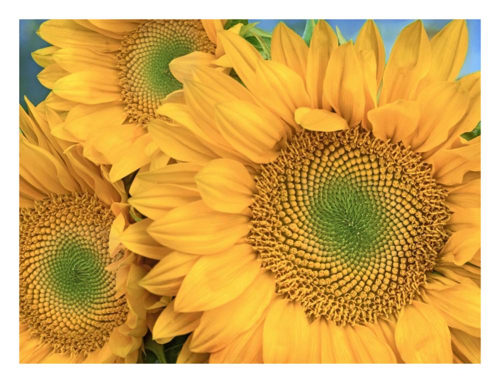 Common Sunflower group showing symmetrical seed heads, North America-Paper Art-26"x20"