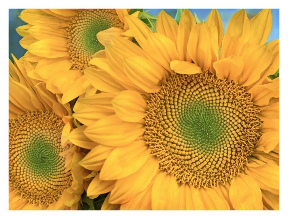 Common Sunflower group showing symmetrical seed heads, North America-Paper Art-34"x26"