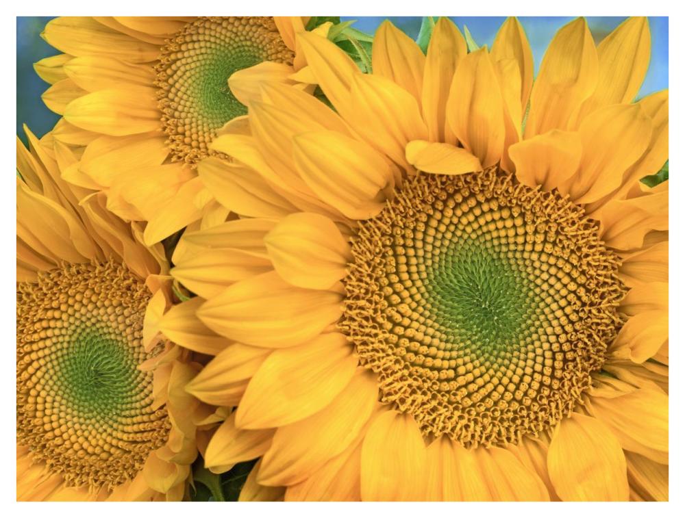 Common Sunflower group showing symmetrical seed heads, North America-Paper Art-42"x32"