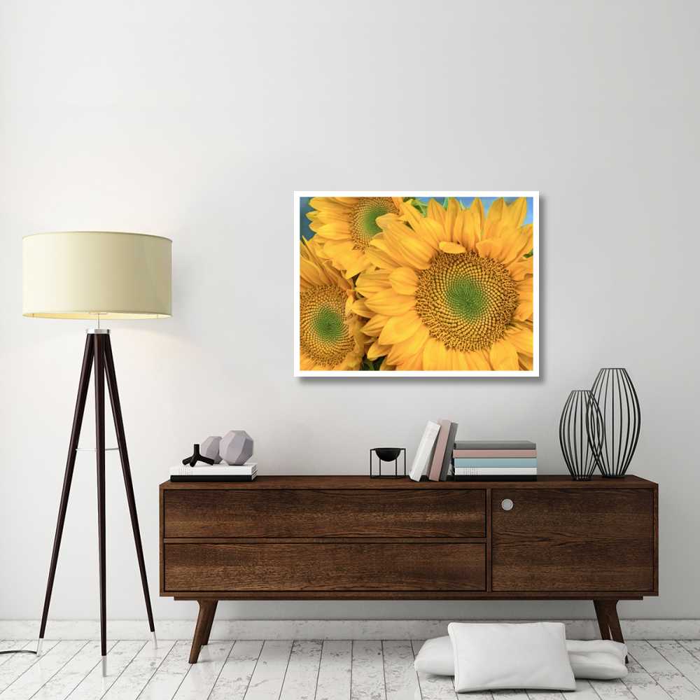 Common Sunflower group showing symmetrical seed heads, North America-Paper Art-42&quotx32"