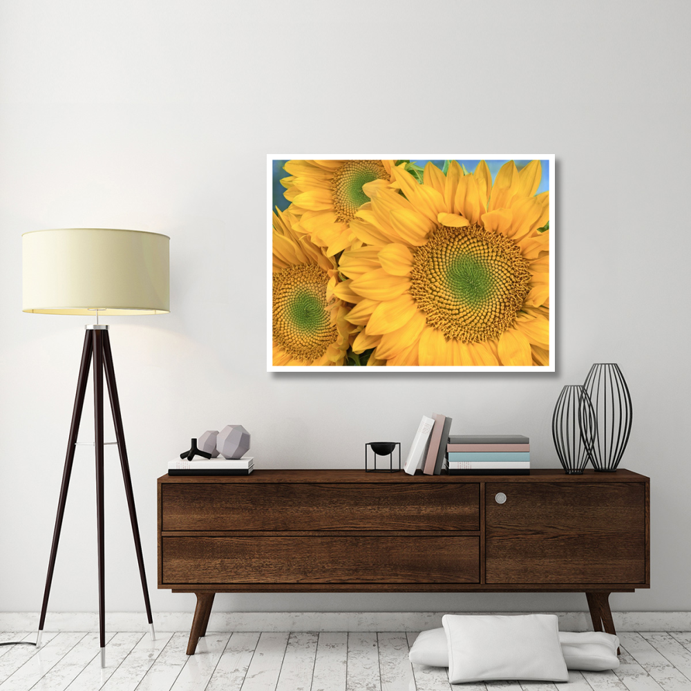 Common Sunflower group showing symmetrical seed heads, North America-Paper Art-50&quotx38"