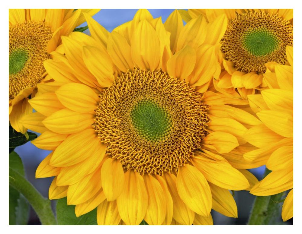 Common Sunflower group showing symmetrical seed heads, North America-Paper Art-18"x14"