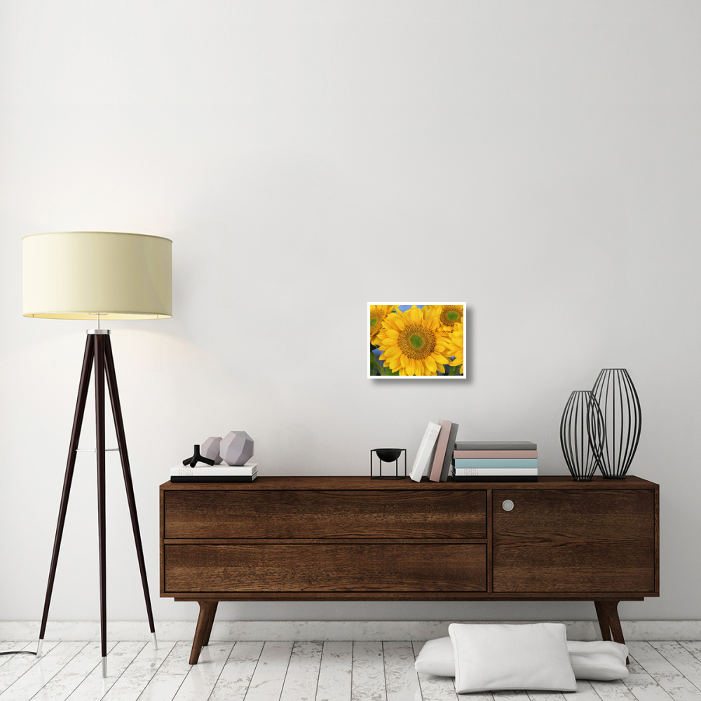 Common Sunflower group showing symmetrical seed heads, North America-Paper Art-18&quotx14"