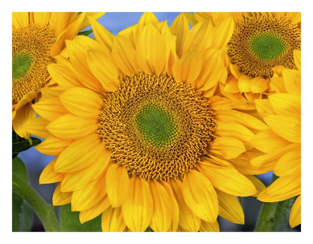 Common Sunflower group showing symmetrical seed heads, North America-Paper Art-26"x20"