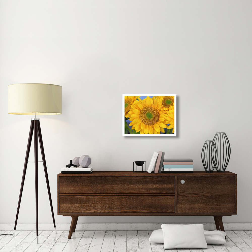Common Sunflower group showing symmetrical seed heads, North America-Paper Art-26&quotx20"