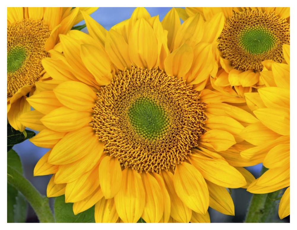 Common Sunflower group showing symmetrical seed heads, North America-Paper Art-42"x32"