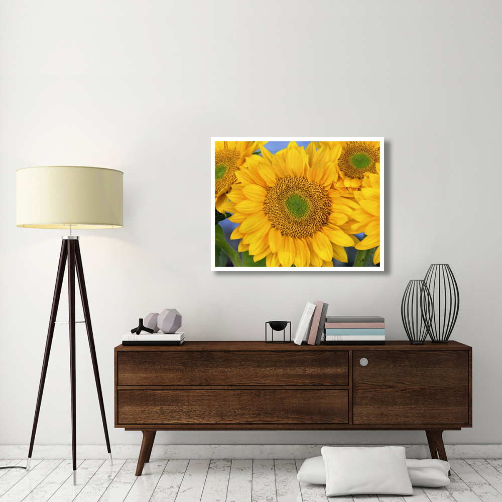Common Sunflower group showing symmetrical seed heads, North America-Paper Art-42&quotx32"