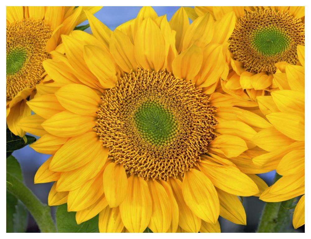 Common Sunflower group showing symmetrical seed heads, North America-Paper Art-50"x38"