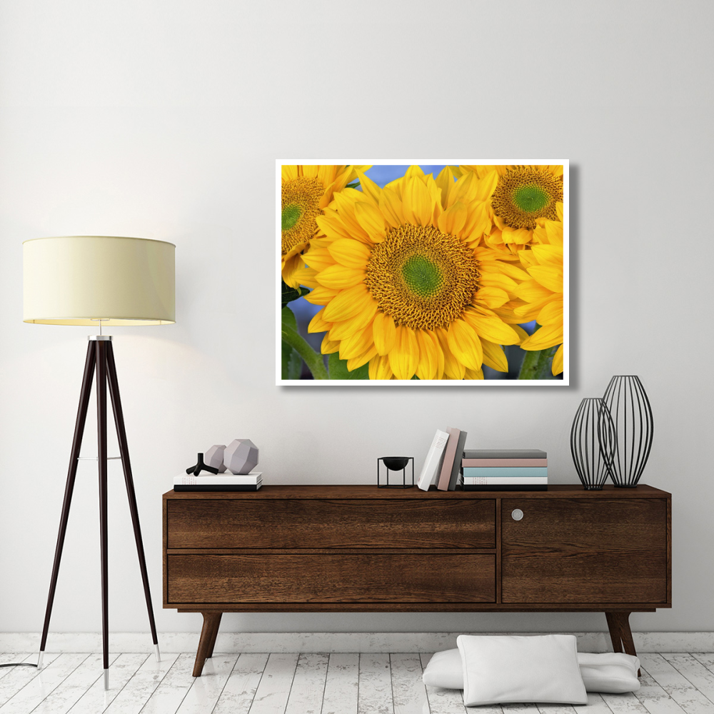 Common Sunflower group showing symmetrical seed heads, North America-Paper Art-50&quotx38"