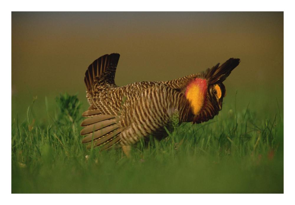 Greater Prairie Chicken male in courtship display, Eagle Lake, Texas-Paper Art-26"x18"